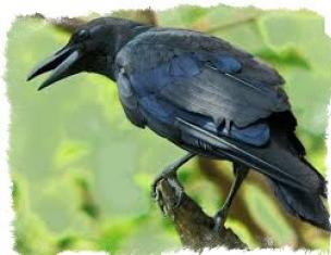 Приметы про ворон — о чем предупреждает мудрая птица Почему улетают вороны
