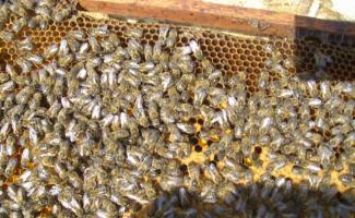 Разведение пчел в домашних условиях для начинающих Смотреть на ютубе содержание и разведение пчел