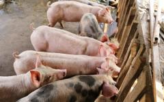 Свиноводческая ферма как бизнес