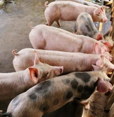 Свиноводческая ферма как бизнес